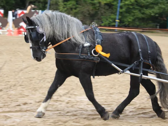 Schwarzes Pony im Fahrgeschirr mit Schleife auf dem Turnierplatz