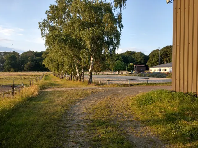 Feldweg mit Birken am Rand einer Wiese