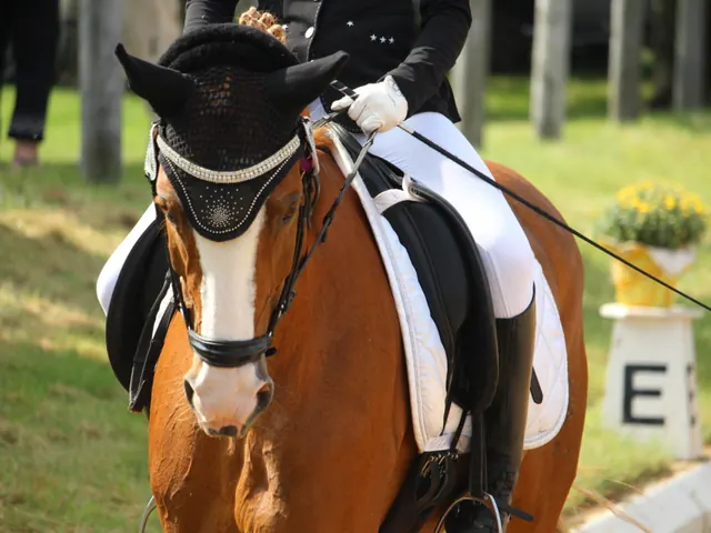 Fuchs mit Fliegenhaube auf einem Dressurplatz